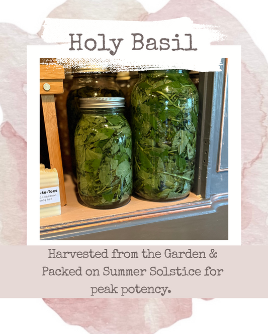 Holy Basil (Queen of the Herbs) Benefits