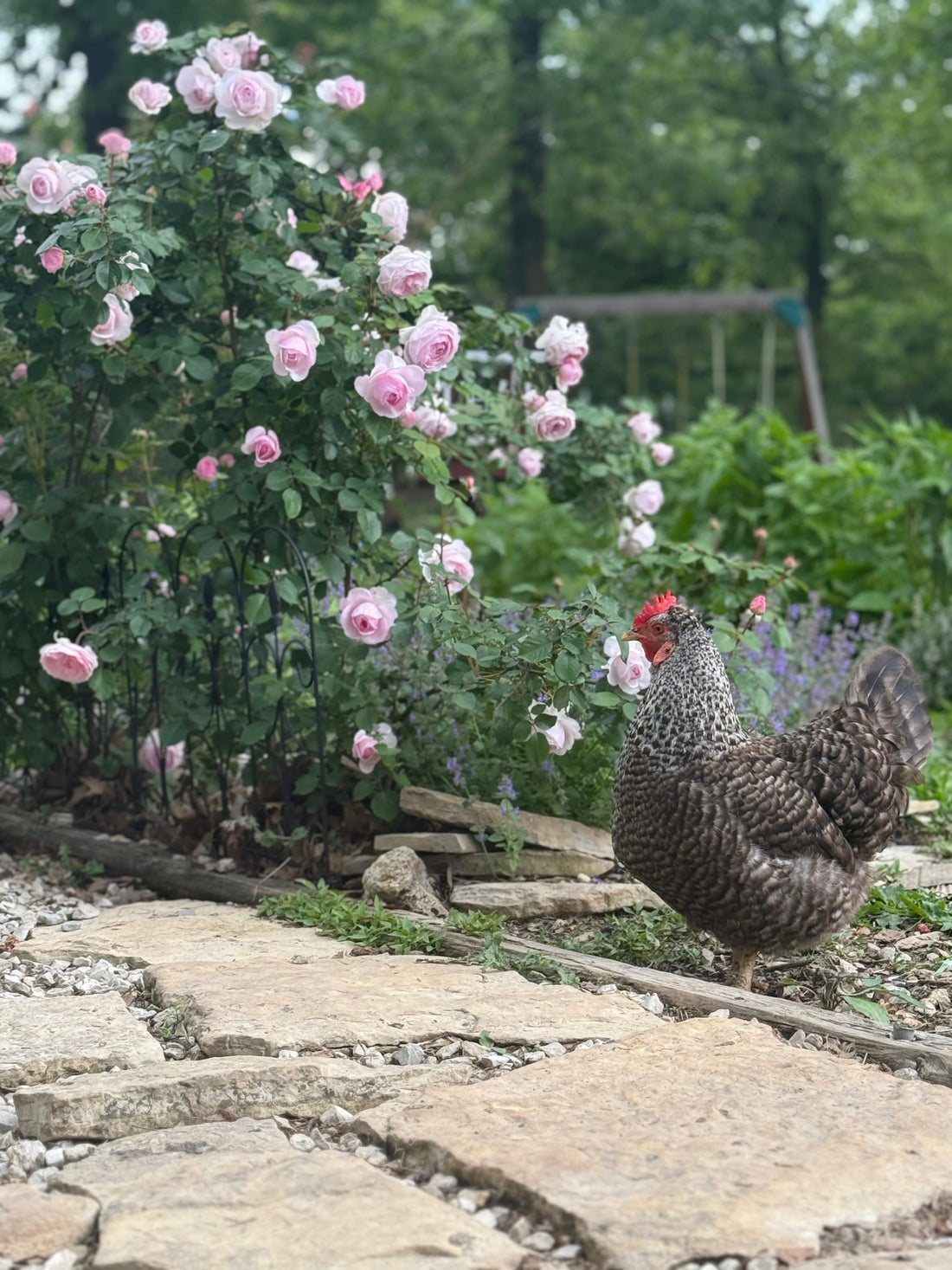 Hens & Flowers: a love-hate relationship