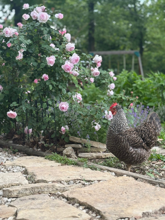 Hens & Flowers: a love-hate relationship