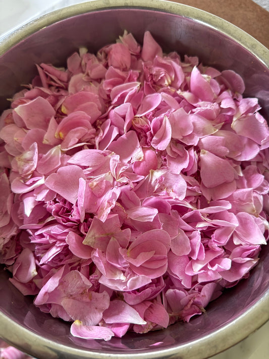 Harvesting Rose Petals