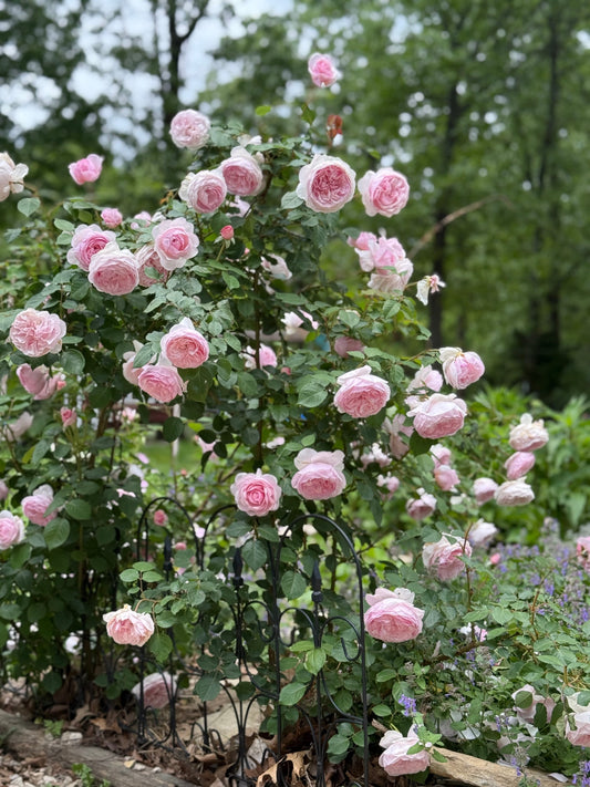 Roses in bloom! 