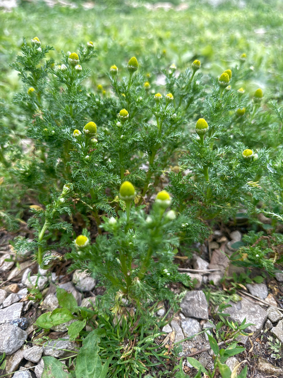 Wild Chamomile