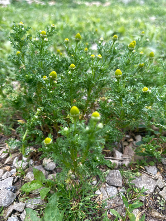 Wild Chamomile