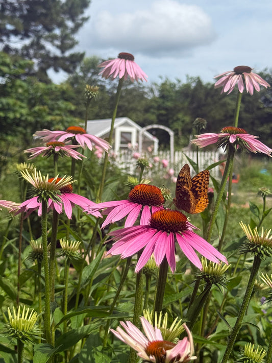 Summer Blooms like Mothers Bloom
