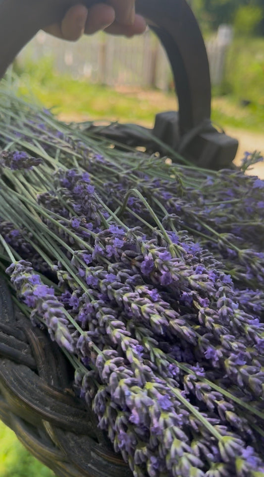 Lavender Harvest
